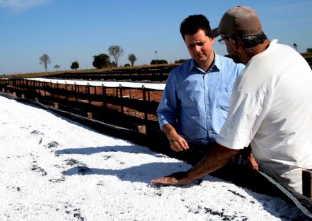 Câmara pede regulamentação do uso de aditivos para conservação de tapioca