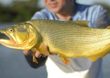 Pesca do Dourado pode ser proibida por cinco anos em Mato Grosso do Sul; entenda